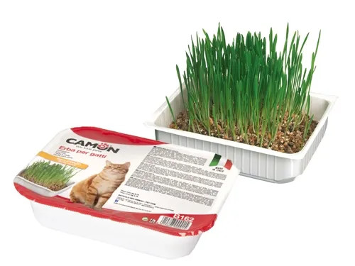 ERBA GATTO CAMON C/SEMI ORZO GATTI DISPLAY - Senza Marca - Vista Principale