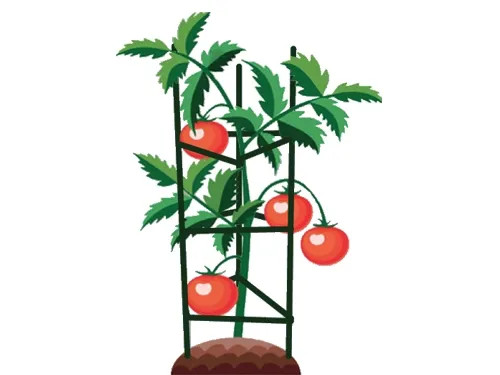GABBIE P/POMODORI BRIXO ACCIAIO-PE - Senza Marca - Vista Principale