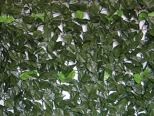 SIEPE EVERGREEN BRIXO LAURO - Senza Marca - Vista Principale
